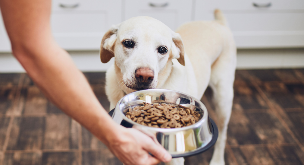 BARF, Trocken- oder Nassfutter: Was passt zu welchem Hund?