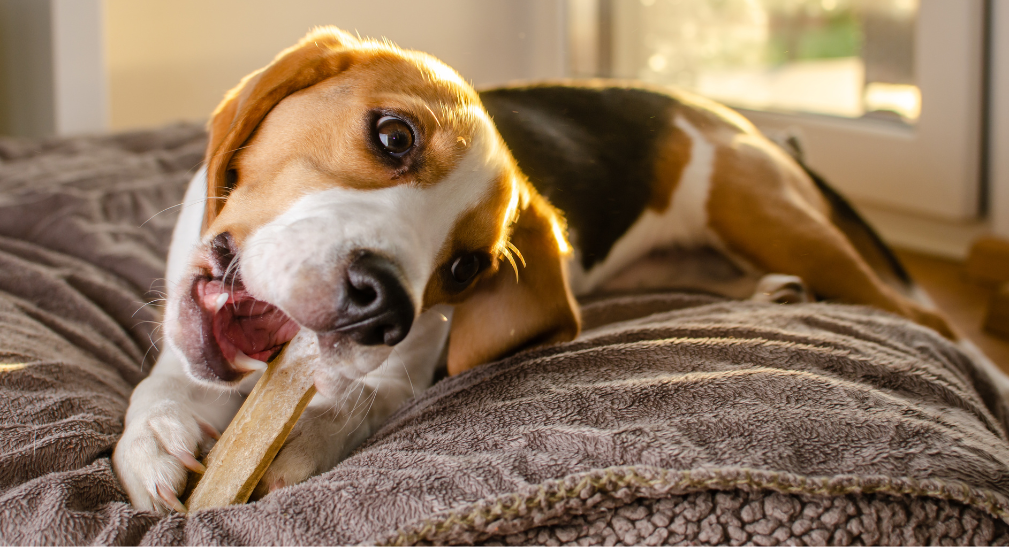 Kauartikel für Hunde: Worauf du wirklich achten solltest