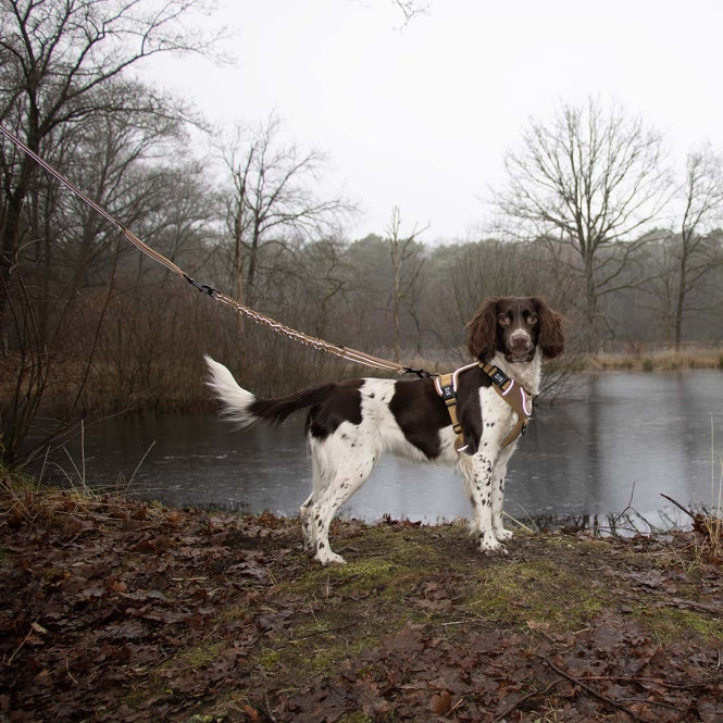 Duvoplus EXPLOR Ultimate Fit 2in1 Leine Classic - honey gold