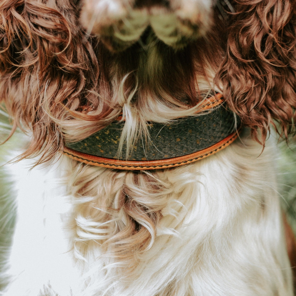 Alma & Flemming - Fjord Collection Lachsleder Hundehalsband