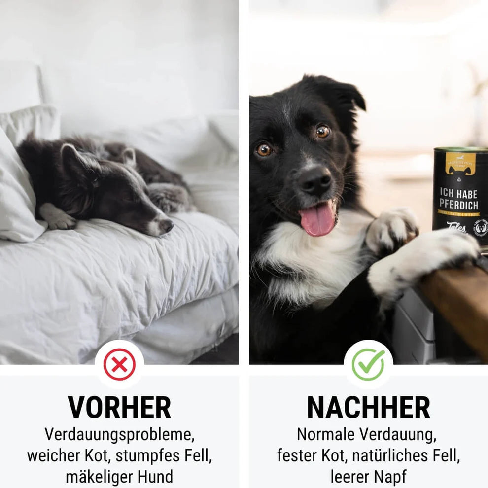 Tales & Tails - PFERDich  - Nassfutter mit Pferd